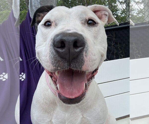 Medium Photo #4 American Pit Bull Terrier-Unknown Mix Puppy For Sale in Millersville, MD, USA
