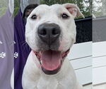 Small #3 American Pit Bull Terrier Mix