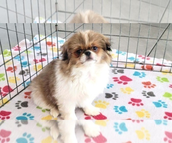 Medium Photo #6 Japanese Chin Puppy For Sale in ORO VALLEY, AZ, USA