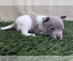Small #4 Chihuahua