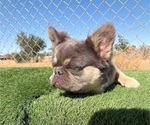 Small #21 French Bulldog