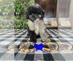 Small Photo #1 Miniature Bernedoodle Puppy For Sale in GREENWOOD, IN, USA