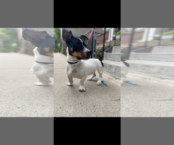Medium Photo #7 Jack Russell Terrier-Unknown Mix Puppy For Sale in Crete, IL, USA