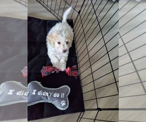Bichpoo Puppy for sale in BEAVERTON, OR, USA