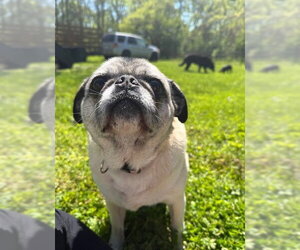 Maci - Female Pug Dog for Adoption - Photo #3