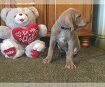 Small Photo #8 Weimaraner Puppy For Sale in WILLOWS, CA, USA