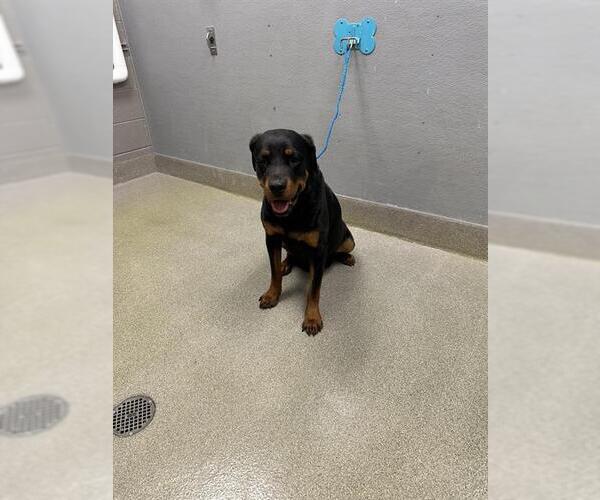Medium Photo #1 Rottweiler-Unknown Mix Puppy For Sale in Las Vegas, NV, USA