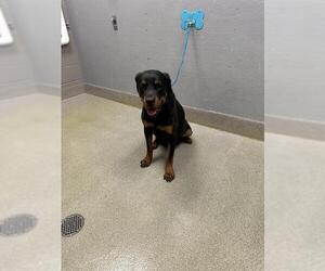 Rottweiler-Unknown Mix Dogs for adoption in Las Vegas, NV, USA
