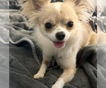 Small #9 Chihuahua