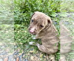 Small #1 American Bandogge mastiff