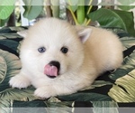 Small Photo #5 Pomsky-Siberian Husky Mix Puppy For Sale in WINDERMERE, FL, USA