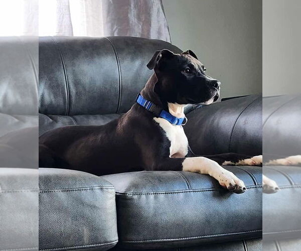 Medium Photo #1 American Pit Bull Terrier Puppy For Sale in Hinckley, IL, USA