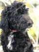 Small Photo #4 Goldendoodle-Poodle (Standard) Mix Puppy For Sale in KISSIMMEE, FL, USA