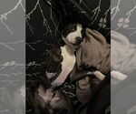 Small #1 American Pit Bull Terrier
