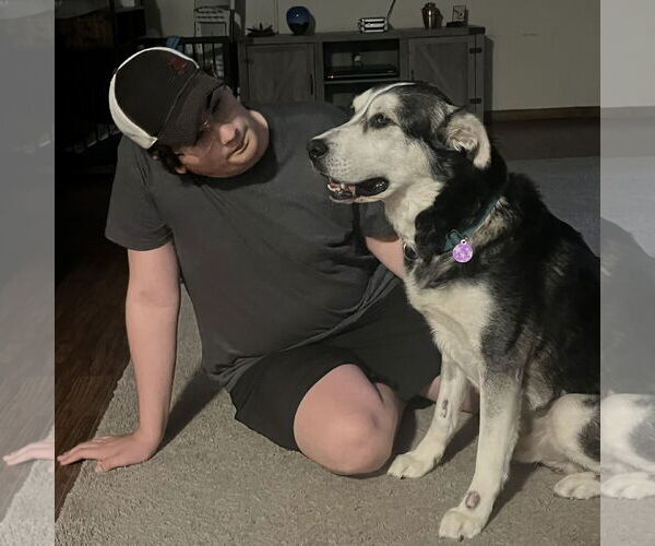 Medium Photo #6 Siberian Husky-Unknown Mix Puppy For Sale in Fargo, ND, USA