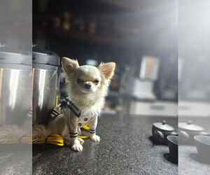Father of the Chihuahua puppies born on 09/24/2026