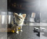 Small Photo #1 Chihuahua Puppy For Sale in TYSONS CORNER, VA, USA