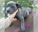 Puppy Gigi American Pit Bull Terrier