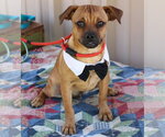 Small Pug Mix