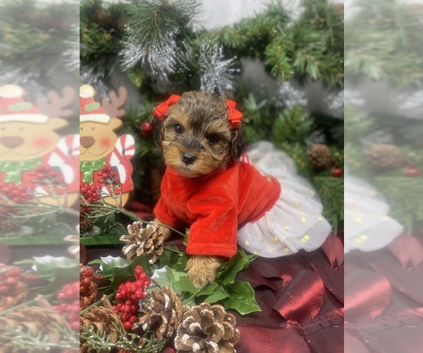 Medium Photo #1 Yorkipoo Puppy For Sale in SELLERSBURG, IN, USA