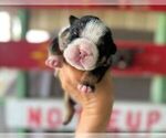 Small #1 Bulldog