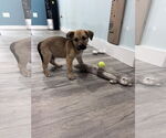 Small #3 Mutt