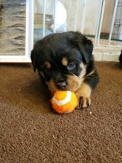 Rottweiler Puppy for sale in THORNVILLE, OH, USA