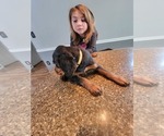 Small #7 Gordon Setter
