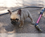 Small Photo #8 French Bulldog Puppy For Sale in LOUISVILLE, CO, USA