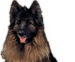 Small Photo #1 King Shepherd Puppy For Sale in GRAND CANYON CAVERNS, AZ, USA