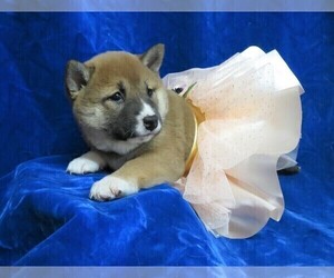 Medium Shiba Inu