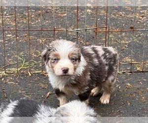 Medium Miniature Australian Shepherd