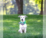 Small Photo #4 Mutt Puppy For Sale in Unionville, PA, USA