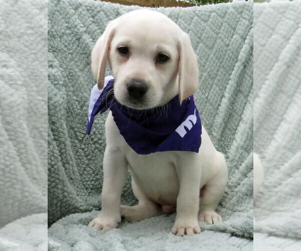 Medium Photo #1 Labrador Retriever Puppy For Sale in Grovertown, IN, USA