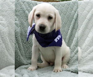 Labrador Retriever Dogs for adoption in Grovertown, IN, USA