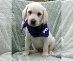 Small Labrador Retriever