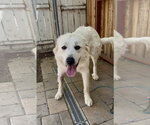 Small #1 Great Pyrenees