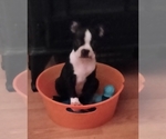 Small Photo #6 Boston Terrier Puppy For Sale in LIVERPOOL, TX, USA