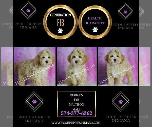 Medium Photo #2 Maltipoo (Toy) Puppy For Sale in WARSAW, IN, USA