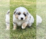 Small #8 Australian Shepherd