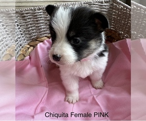 Pembroke Welsh Corgi Puppy for sale in VISALIA, CA, USA