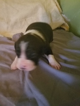 Medium Photo #10 American Pit Bull Terrier Puppy For Sale in GRIFFIN, GA, USA