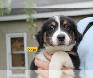 Australian Shepherd Puppy for sale in EVART, MI, USA