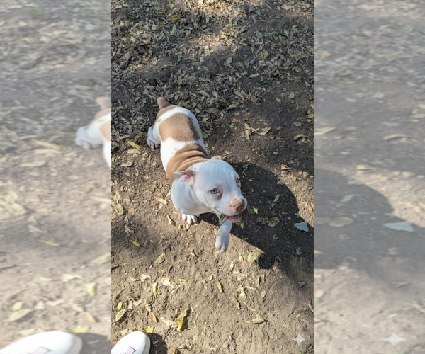 Medium Photo #6 Olde English Bulldogge Puppy For Sale in AUSTIN, TX, USA