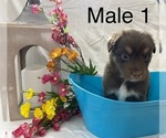 Small Photo #9 Miniature Australian Shepherd Puppy For Sale in WHITEWATER, MO, USA