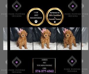 Poodle (Toy) Puppy for sale in WARSAW, IN, USA