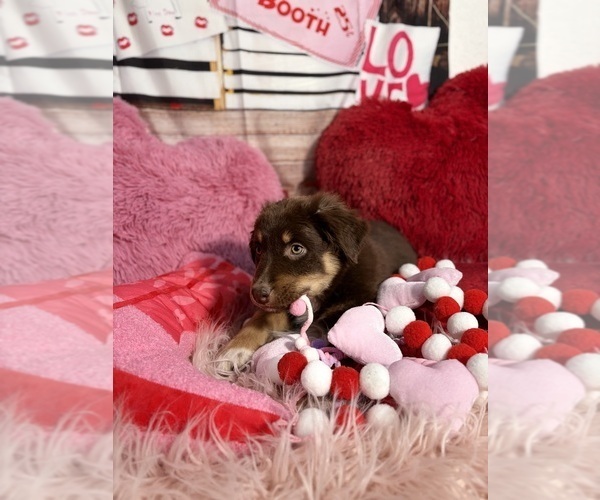 Medium Photo #74 Australian Shepherd Puppy For Sale in NEW BRAUNFELS, TX, USA