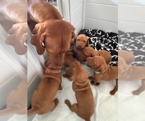 Vizsla Litter for sale in ROYSTON, GA, USA
