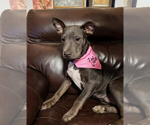 Mutt Dogs for adoption in Rockaway, NJ, USA