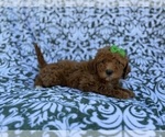 Small #7 Cavapoo (Miniature)